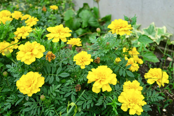 マリーゴールド（黄色）