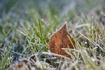 frozen autumn leaves