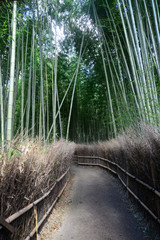Kyoto Sagano Way of a bamboo grove-26