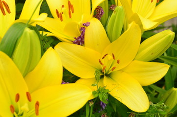 Fototapeta premium yellow lily 