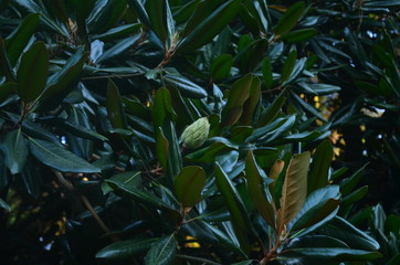 Fototapeta premium magnolia leaves and flower