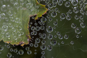 water drops from nature