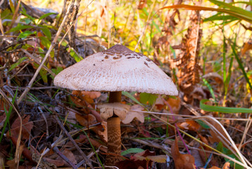 edible mushroom in the forest