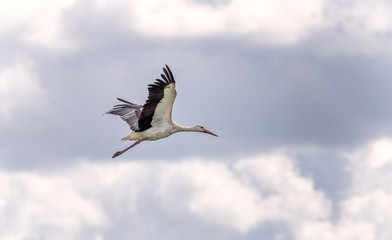 Fototapeta na wymiar Ciconia stork flying away with its wings up