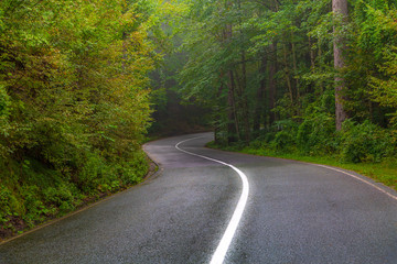 Road in the forest