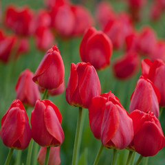 Fototapeta premium bright scarlet closed tulips blooming in the park or in the garden