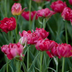 beautiful bright red tulips in a spring field or in the garden