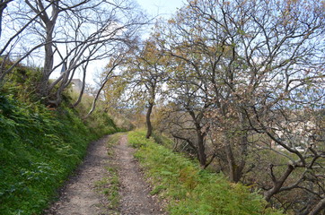 Obraz premium Sentiero di montagna