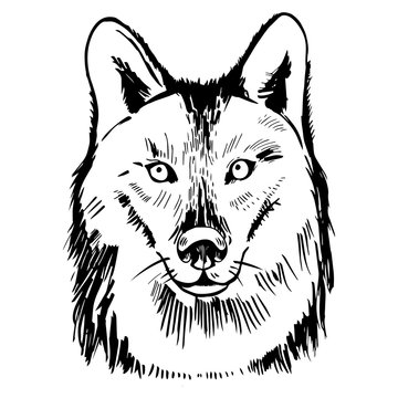 Hand drawn wolf head. Vector sketch  illustration.