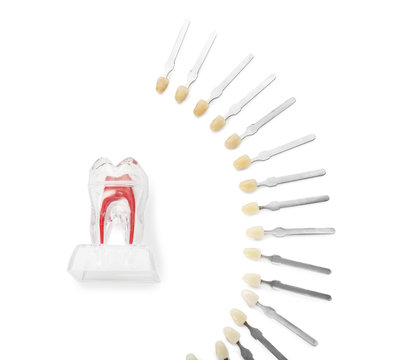 Model of tooth with color samples on white background