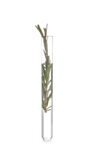 Test tube with rosemary on white background