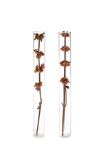 Test tubes with plants on white background