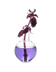 Flask with red basil on white background