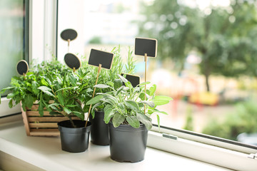 Pots with fresh aromatic herbs on windowsill