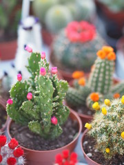 Thorn Tree is a succulent plant.