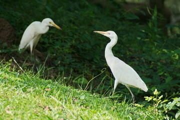 egret