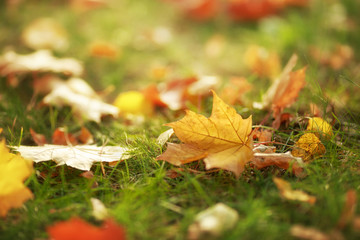 Yellow maple leaf on the grass in the autumn park. Sunny afternoon. Copy space