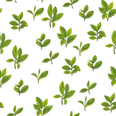 vector green tea leaves and branches, hand-drawn