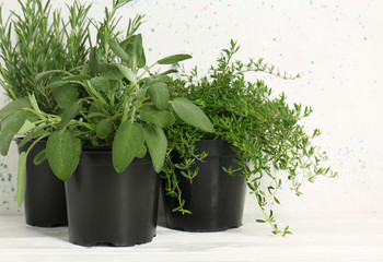 Pots with fresh aromatic herbs on white table