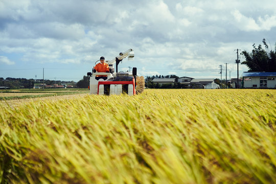 コンバインに乗って稲刈りをする男性