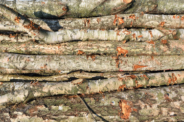 Freshly cut pine birch logs