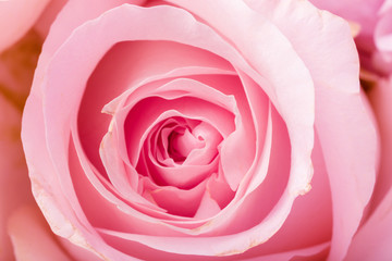 Close up of garden rose