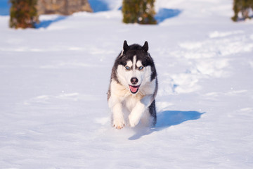 Naklejka premium Siberian Husky conquers snowdrifts.