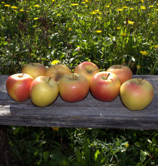 Red yellow apples on an old wooden table in the garden