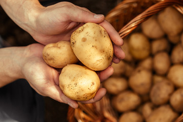 Potatoes in hands on soil background