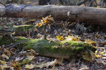 The old deck is overgrown with moss