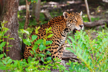 Fototapeta na wymiar Jaguar in wildlife at the jungle of Jucatan, Mexico