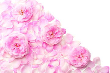 Pink rose flowers isolated on white background. top view
