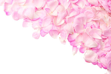 Pink rose flowers isolated on white background. top view