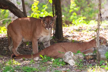 Papier Peint photo Lavable Puma Pumas dans la faune à la jungle de Jucatan, Mexique