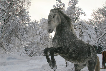 Fototapeta na wymiar gray apple horse in the winter in the snow performs elements of the classical riding school on freedom