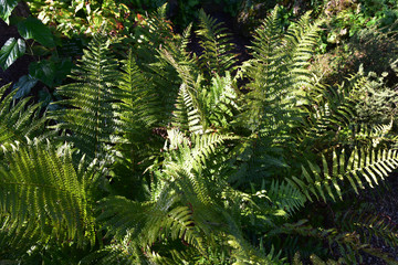 Fougère en forêt en automne