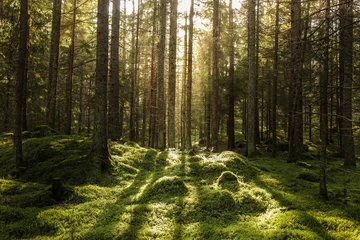 Foto op Aluminium Coniferous forest, ground covered of green moss. Backlit trees. Mystic atmosphere. © Forenius