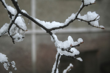 the first snow on branches of trees