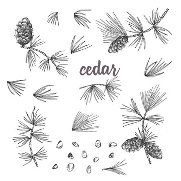 Set ink sketch of cedar branches with pinecones isolated on white background