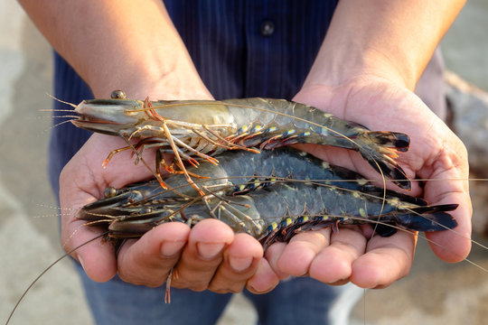 Fisherman Show Live Black Tiger Shrimps in His Hands in the Morning