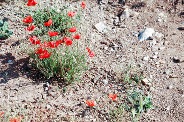 flowers in the garden