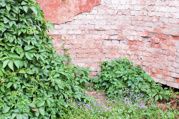 green ivy on the wall