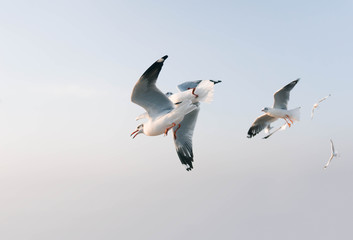 White seagull birds flying high in the blue sky over the blue sea water with sun light shining background.