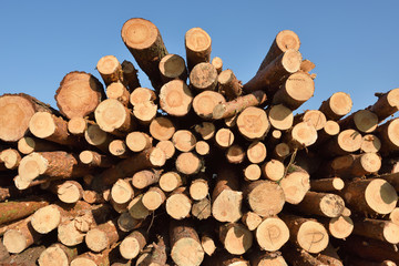 Freshly cut pine tree logs