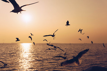 Fototapeta na wymiar Silhouette seagull birds flying over the blue sea water with yellow sun light shining in the evening background.