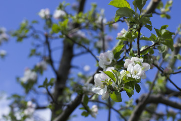 Frühling - es fängt an zu blühen