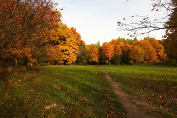 Fototapeta premium trees in autumn park with fallen leaves