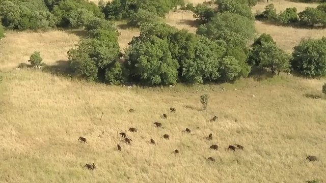 Wild Boar Herd running in woodland aerial view
Flying over Wild Boar Herd in woodland, Golan Heights, Drone shot, Israel
