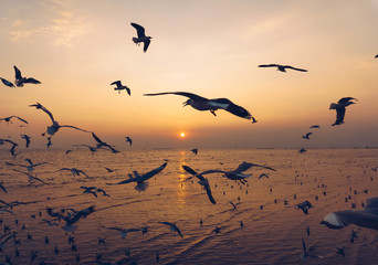 Silhouette  seagull birds flying over the blue sea water with yellow sun light shining in the evening background.