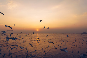 Silhouette  seagull birds flying over the blue sea water with yellow sun light shining in the evening background.